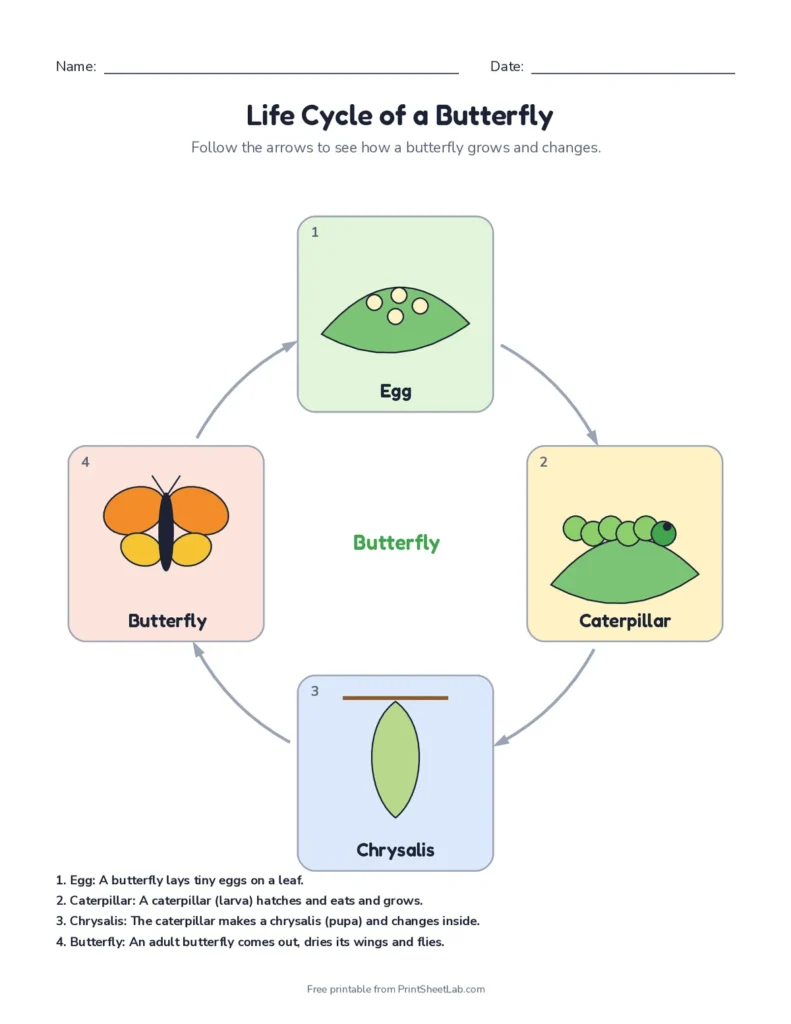 Butterfly life cycle worksheets: diagram, label it, cut and glue and draw pages with answer key