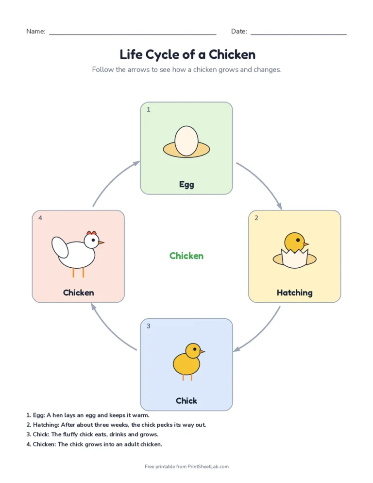 Chicken life cycle worksheets: egg, hatching, chick and chicken diagram, label and cut and glue