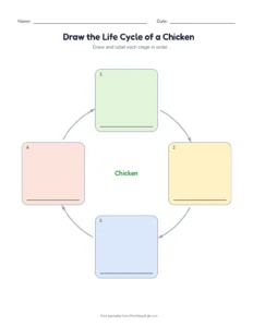 Draw the Chicken Life Cycle printable worksheet for kindergarten to grade 2