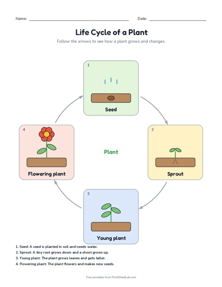 Plant life cycle worksheets: seed, sprout, young plant and flowering plant with cut and glue