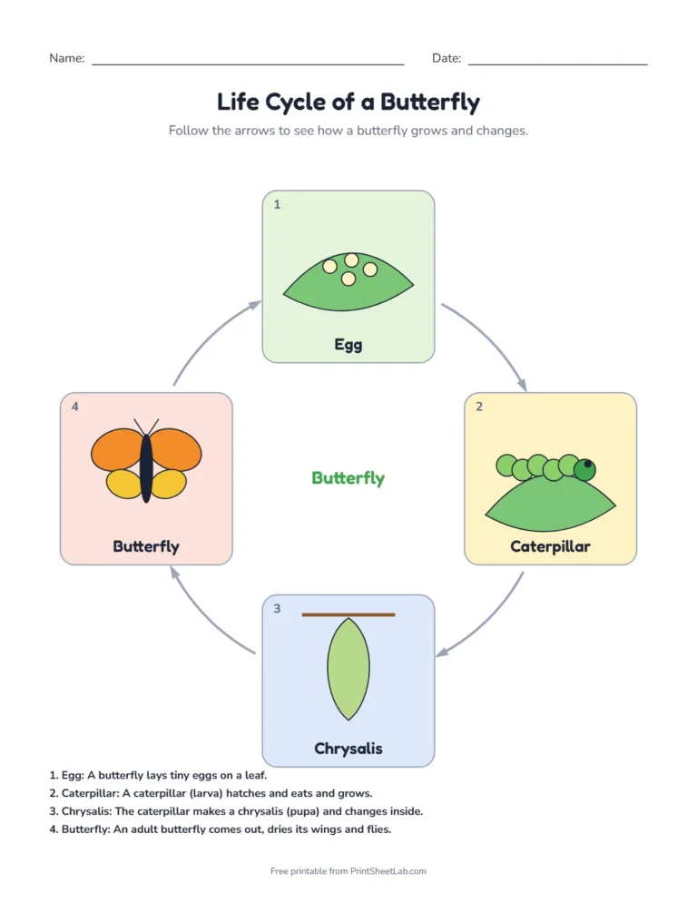 Butterfly life cycle worksheets: labeled life cycle diagram with the four stages egg, caterpillar, chrysalis, butterfly