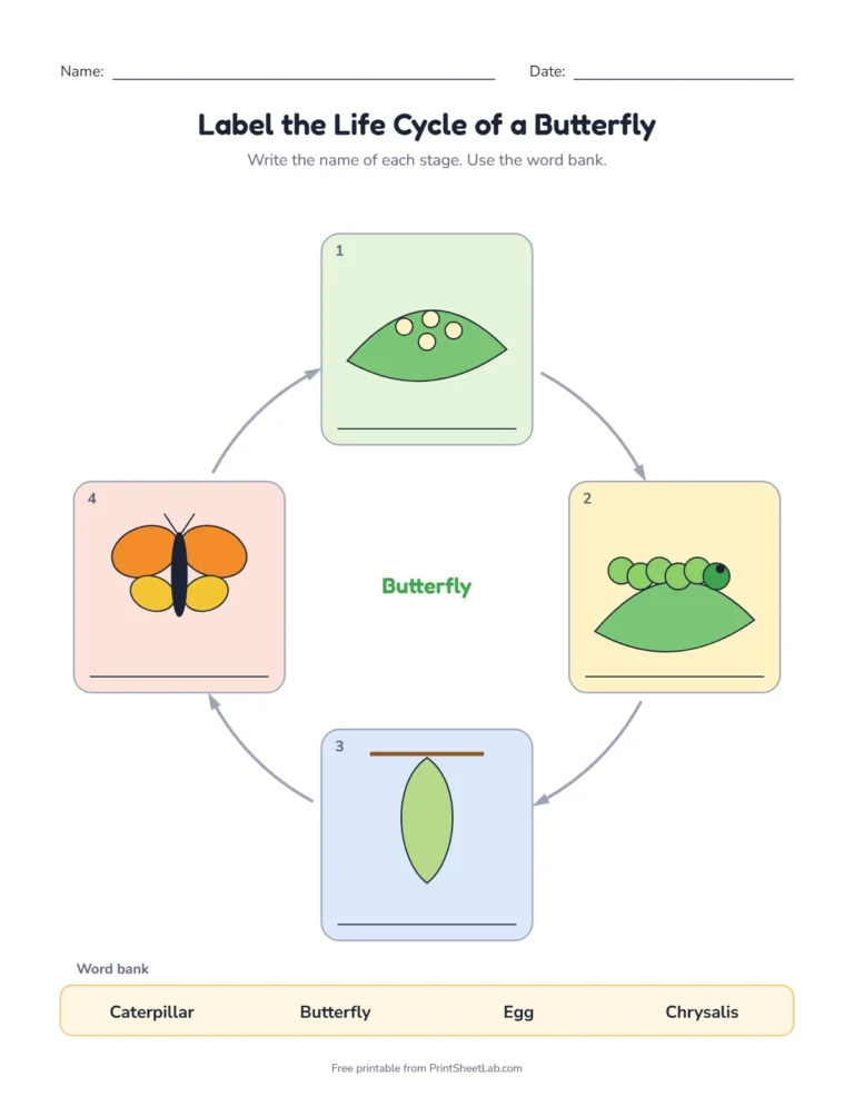Butterfly life cycle worksheet: label the stages from a word bank