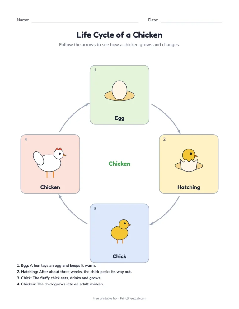 Chicken life cycle worksheets: labeled life cycle diagram with the four stages egg, hatching, chick, chicken