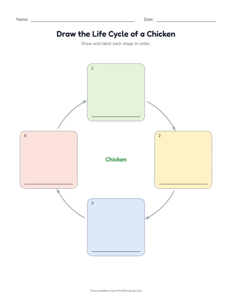 Chicken life cycle for kids: draw and label each stage