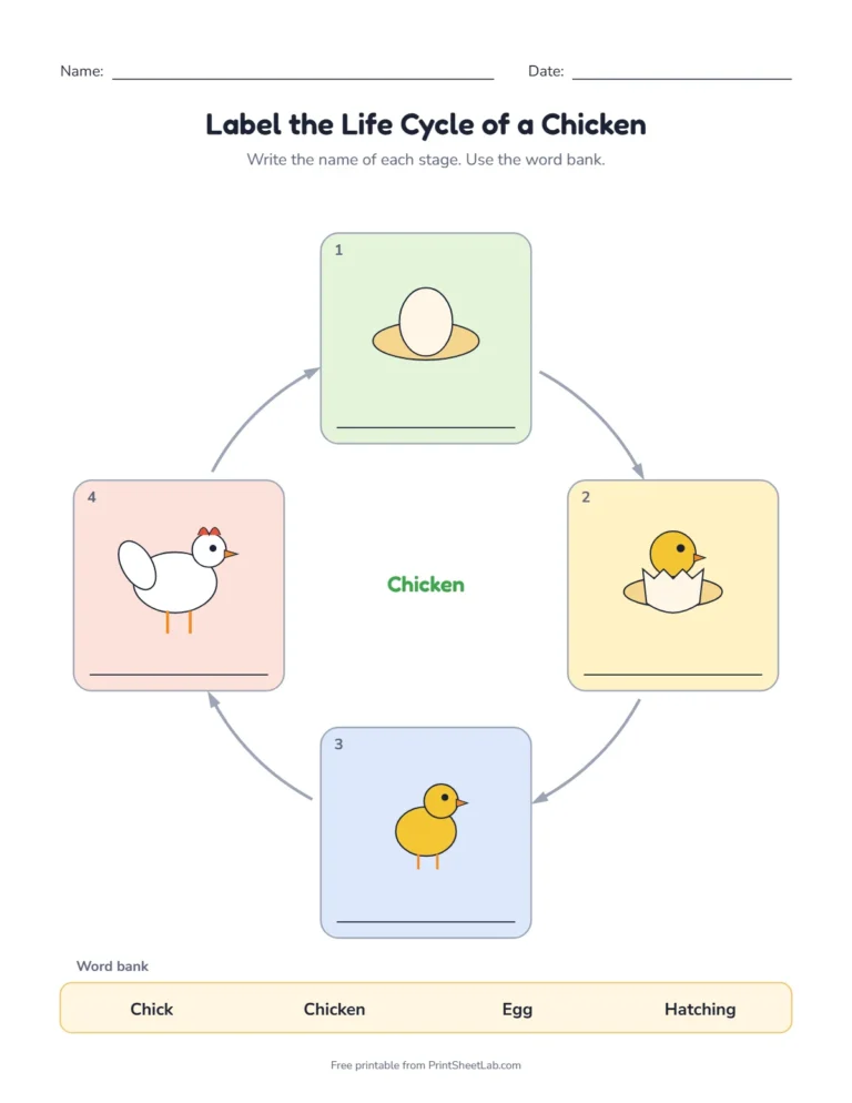 Chicken life cycle worksheet: label the stages from a word bank