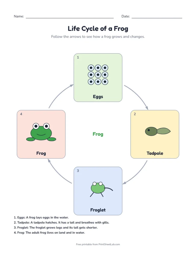 Frog life cycle worksheets: labeled life cycle diagram with the four stages eggs, tadpole, froglet, frog