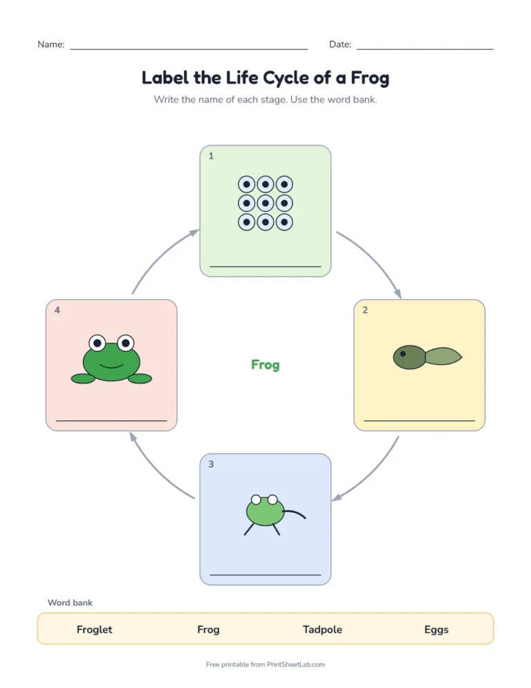 Frog life cycle worksheet: label the stages from a word bank