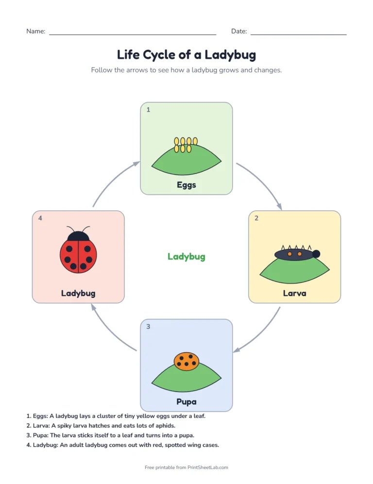 Ladybug life cycle diagram: eggs, larva, pupa and ladybug