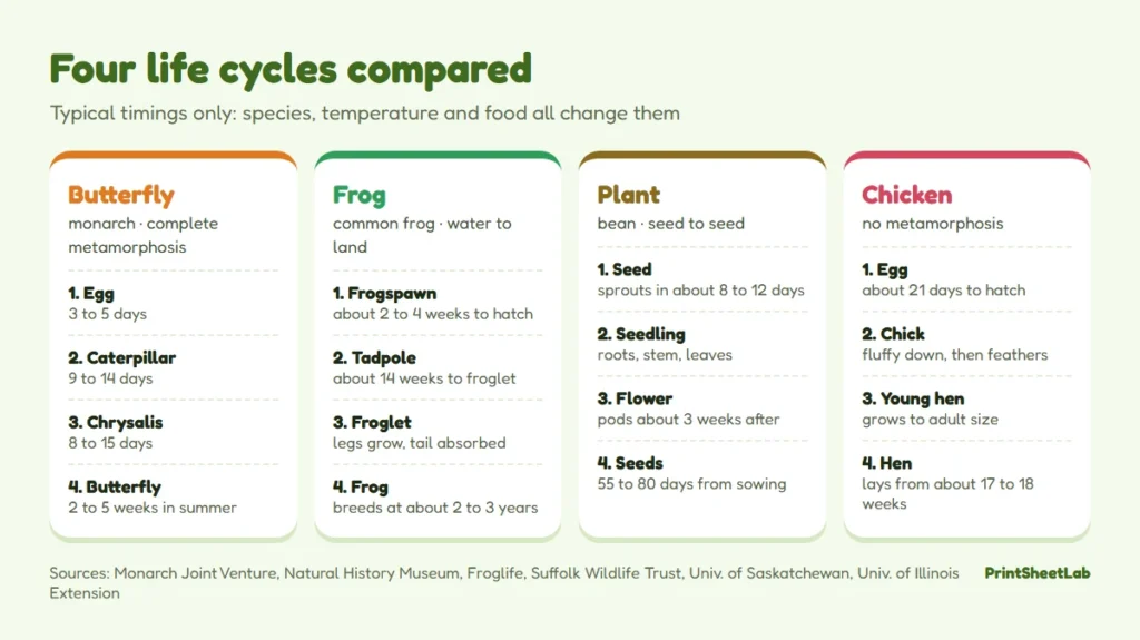 Chart comparing life cycles for kids: butterfly, frog, bean plant and chicken stages with typical durations