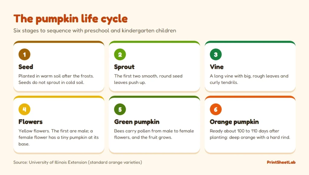 Pumpkin life cycle chart for preschool: seed, sprout, vine, flowers, green pumpkin and orange pumpkin