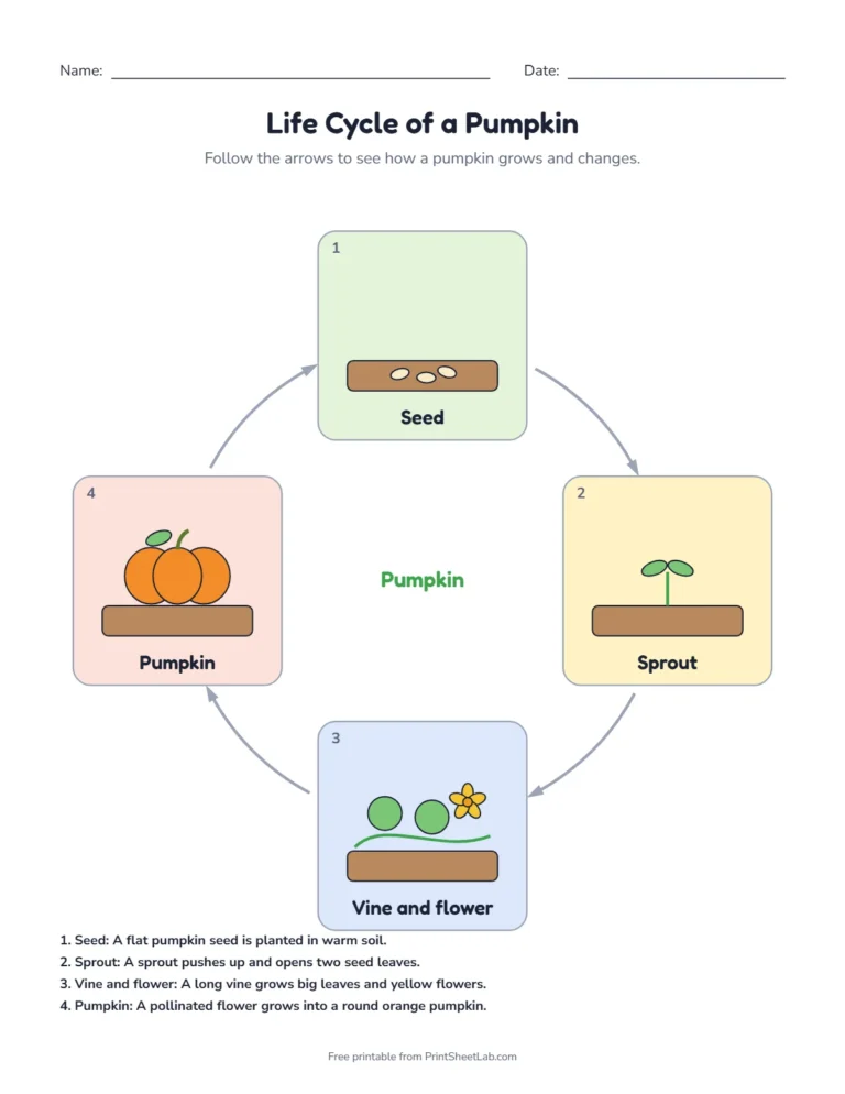 Pumpkin life cycle diagram: seed, sprout, vine with a flower and pumpkin