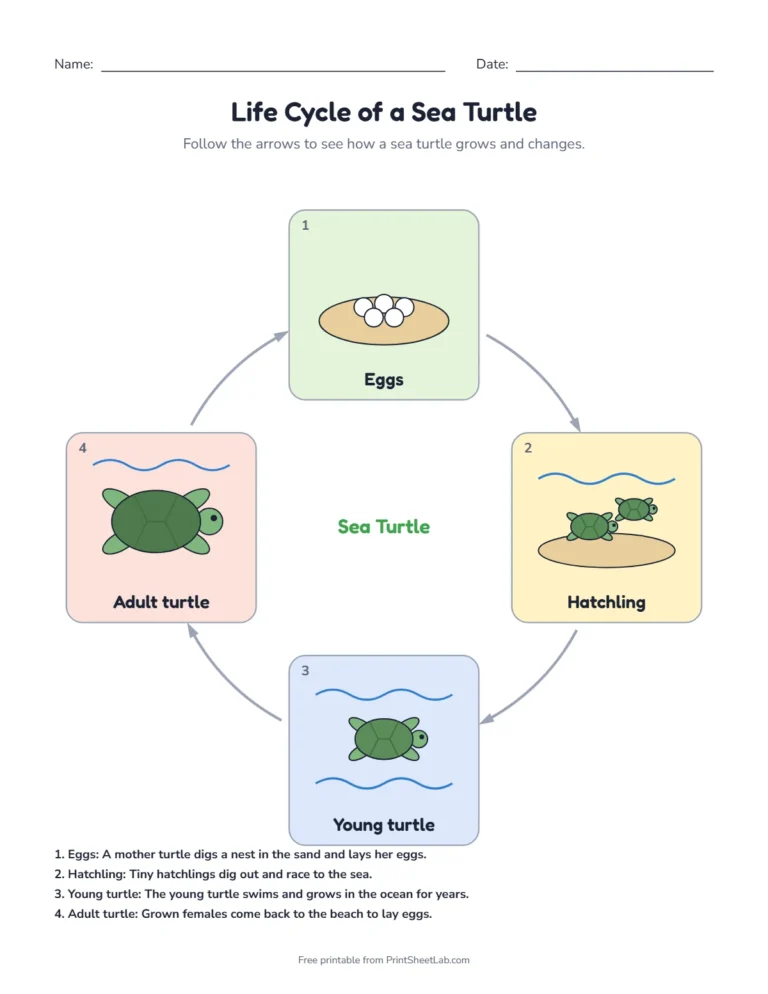 Sea turtle life cycle diagram: eggs in the sand, hatchlings, young turtle and adult turtle