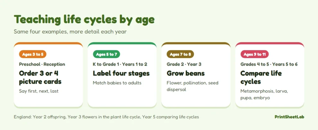 Chart showing how to teach life cycle stages by age, from picture cards at 3 to 5 to comparing life cycles at 9 to 11